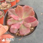 Echeveria Diamond State Variegated