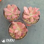 Echeveria Diamond State Variegated - Image 2