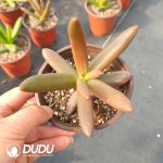 Pachyphytum Coconut Tree