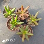 Pachyphytum Coconut Tree - Image 2