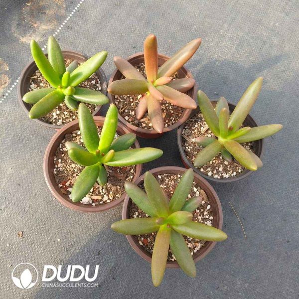 Pachyphytum Coconut Tree - Image 2