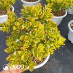 Crassula Ovata Variegata