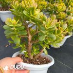 Crassula Ovata Variegata - Image 2