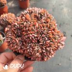 Echeveria Fink Cristata