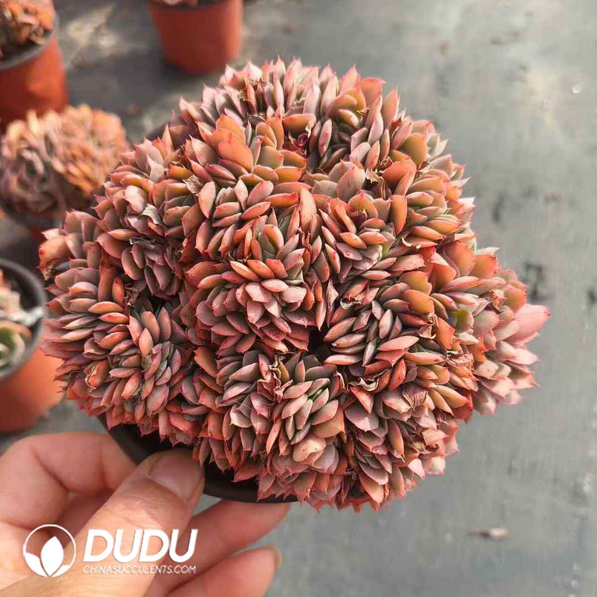 08413D120201.jpg Echeveria Fink Cristata - Image 1