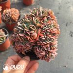 Echeveria Fink Cristata - Image 2