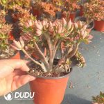 Echeveria Agavoides - Image 2