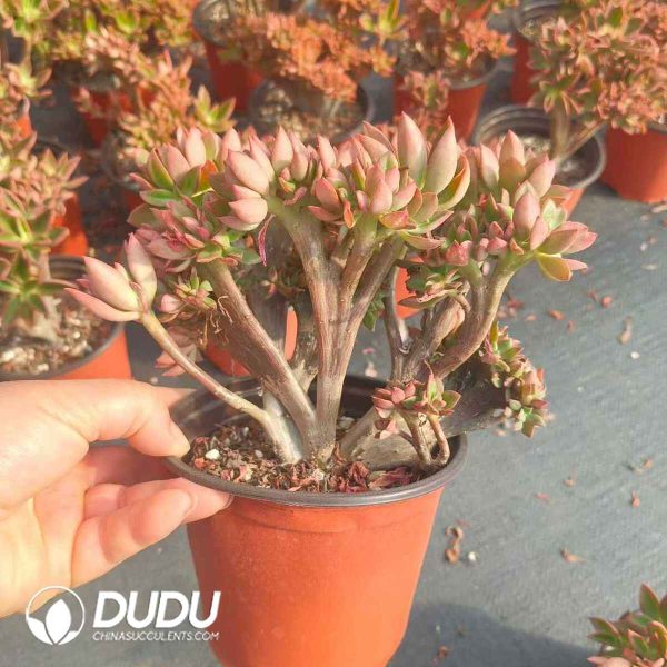 Echeveria Agavoides - Image 2