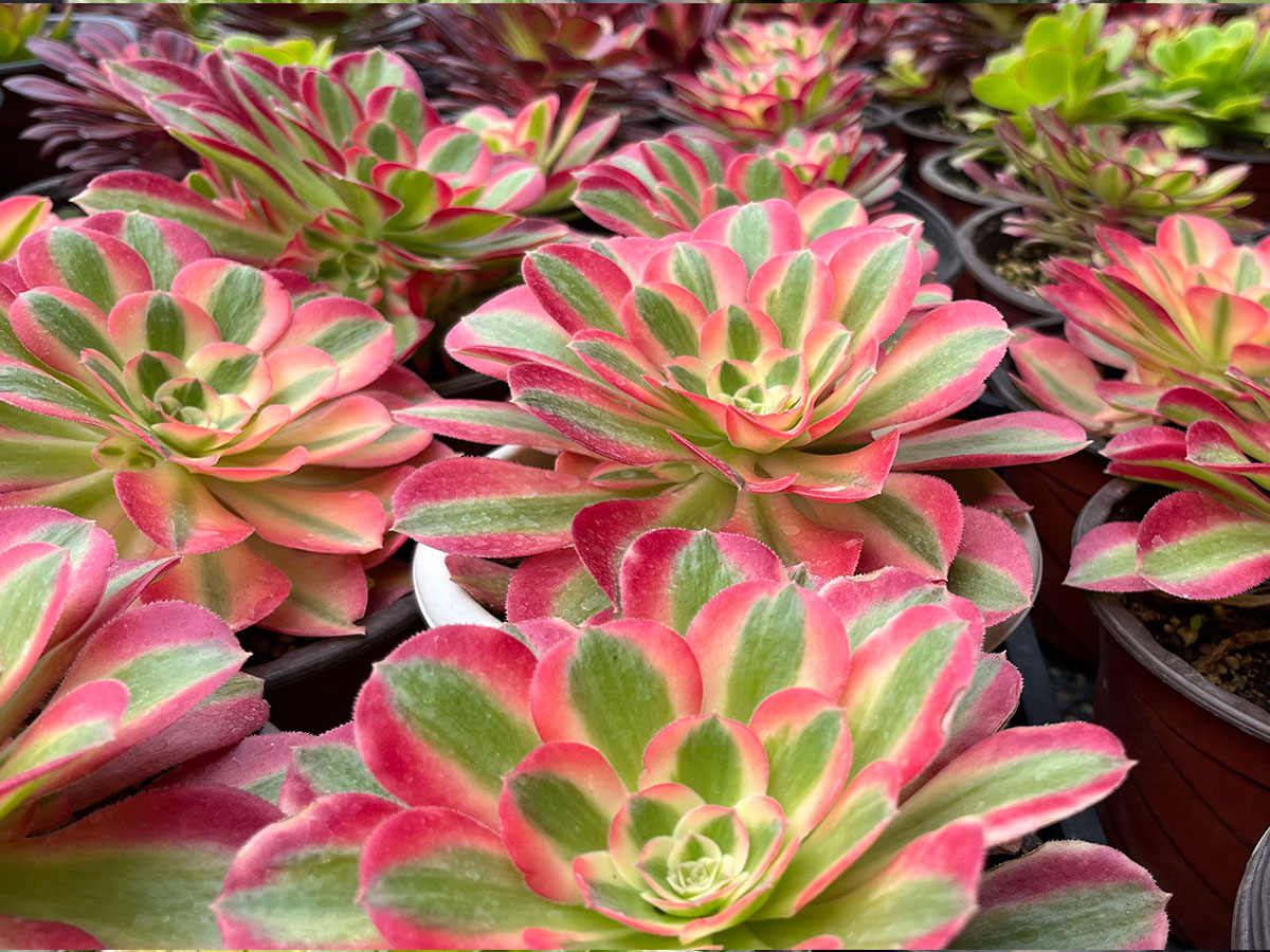 Wholesale variegated succulents