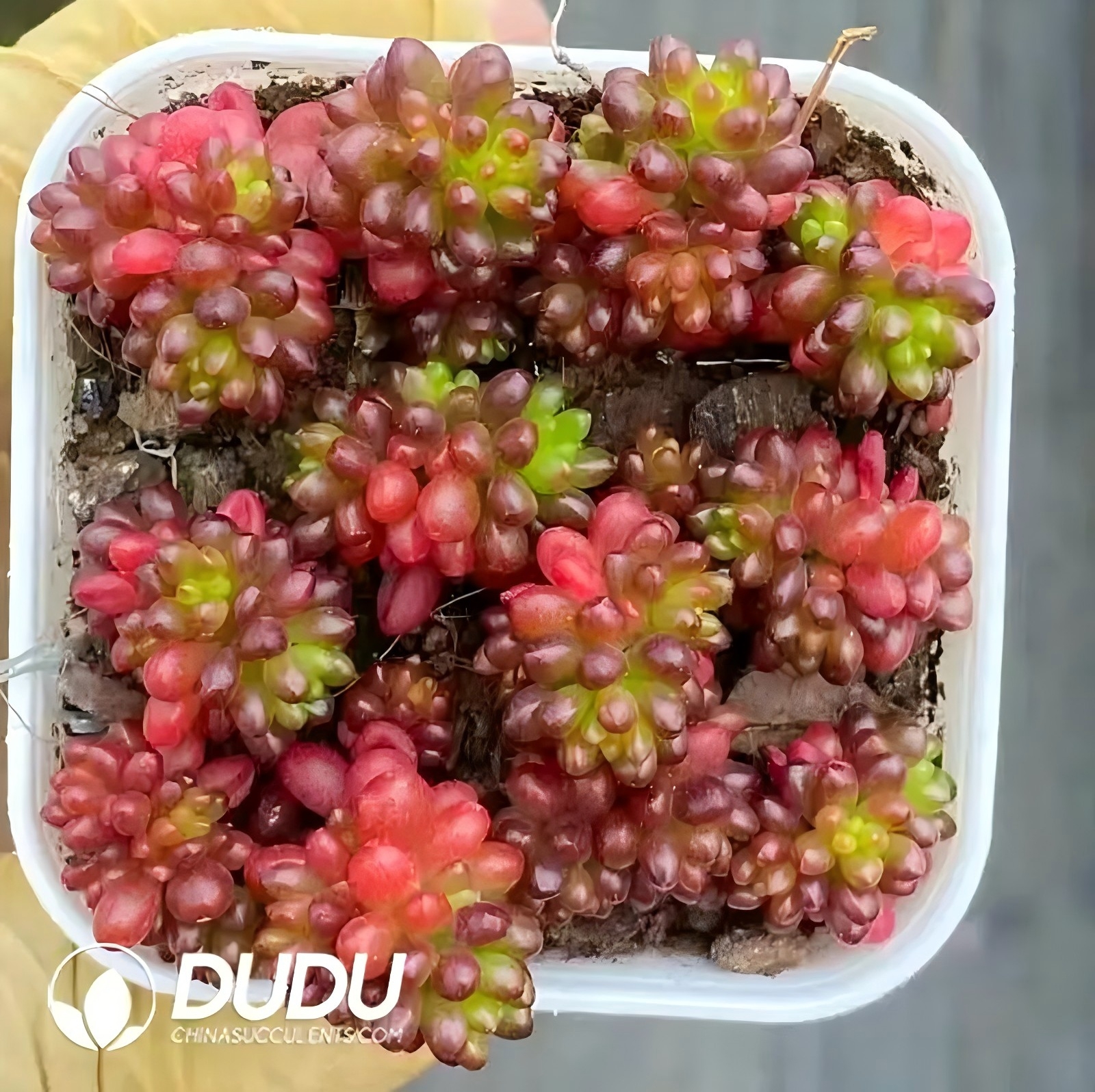 e (1) Sedum Rubrotinctum Redberry Clustering - Image 1