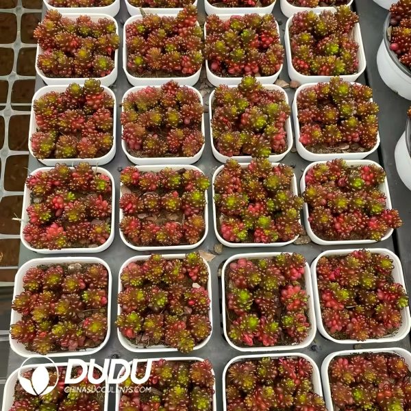 Sedum Rubrotinctum Redberry Clustering - Image 2