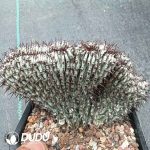 Euphorbia horrida Variegated cristata