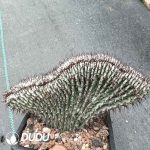 Euphorbia horrida Variegated cristata - Image 2