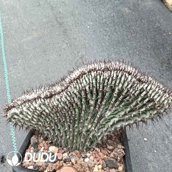 Euphorbia horrida Variegated cristata - Image 2