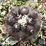 Copiapoa griseoviolacea