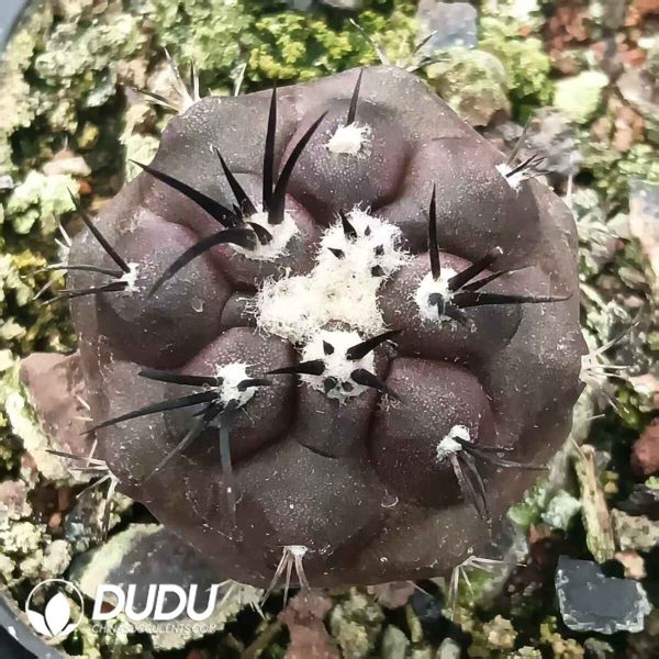 Copiapoa griseoviolacea - Image 1
