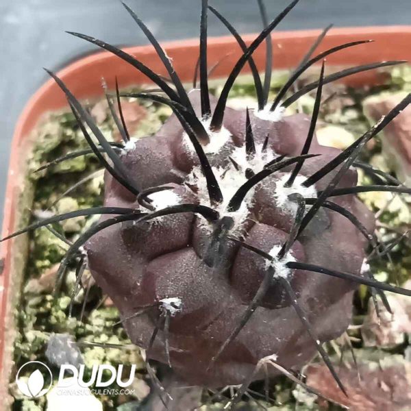 Copiapoa griseoviolacea - Image 2