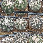 Copiapoa cinerea - Image 2