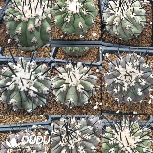 Copiapoa cinerea - Image 2