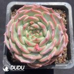 Echeveria Chihuahua Hybrid