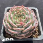 Echeveria Chihuahua Hybrid - Image 2