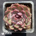 Echeveria Blueberry