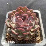 Echeveria Blueberry - Image 2