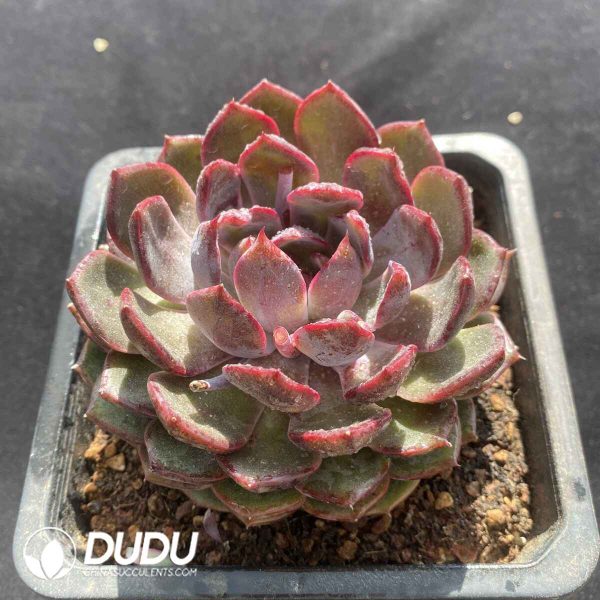 Echeveria Blueberry - Image 2