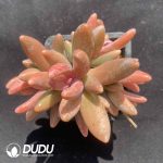 Pachyphytum Ganzhou Clustering