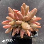 Pachyphytum Ganzhou Clustering - Image 2