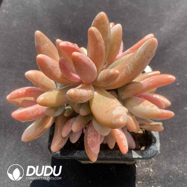 Pachyphytum Ganzhou Clustering - Image 2
