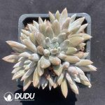 Pachyphytum Gothic Clustering