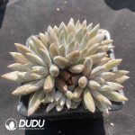 Pachyphytum Gothic Clustering - Image 2