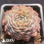 Echeveria Meng Ji - Image 2