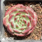 Echeveria Desert Rose