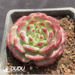 Echeveria Desert Rose - Image 2