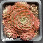 Echeveria Baby Surprise Clustering