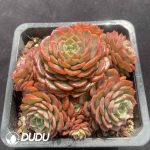 Echeveria Baby Surprise Clustering - Image 2