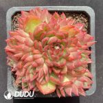 Echeveria Flame Rose Clustering