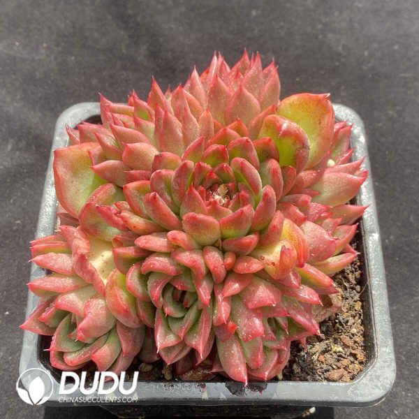 Echeveria Flame Rose Clustering - Image 2
