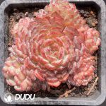 Echeveria Hani Clustering