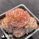 Echeveria Hani Clustering - Image 2