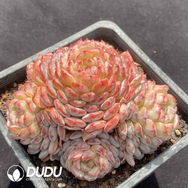 Echeveria Hani Clustering - Image 2