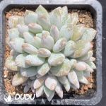 Echeveria Pinellia