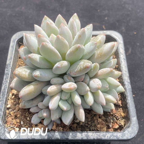 Echeveria Pinellia - Image 2