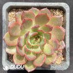 Echeveria Crape Myrtle