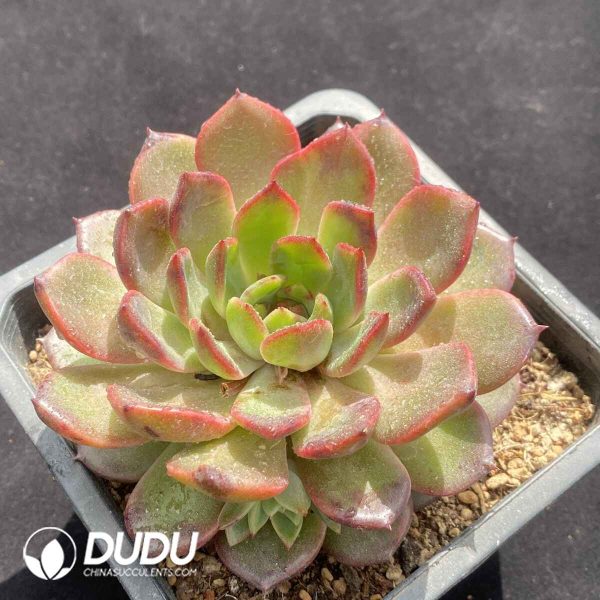 Echeveria Crape Myrtle - Image 2