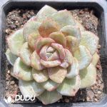 Echeveria German Champagne Monstrose