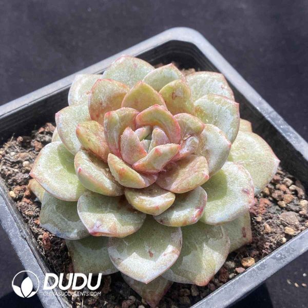 Echeveria German Champagne Monstrose - Image 2