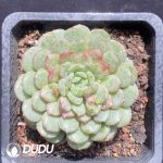 Echeveria Snow Tea